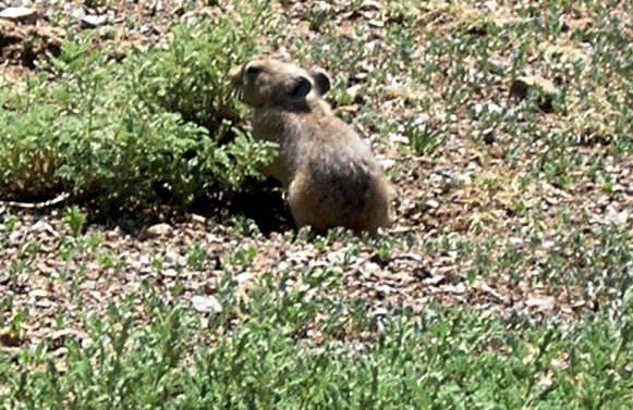 Piccolo mammifero della Mongolia: Ochotona sp. (Pika)